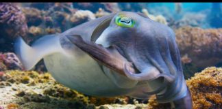 « Blue » de Disney Nature, le Making Of