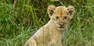 Aidez les lions avec Disney et Gifts for Change !